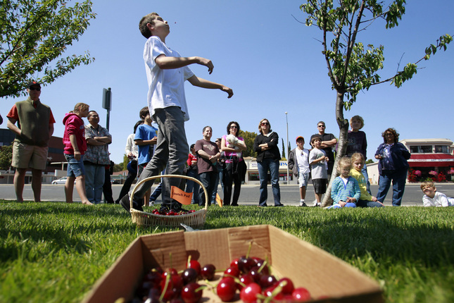 Cherry Festival